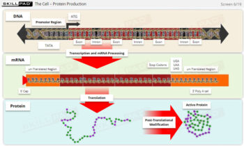 Cell Biology And Recombinant DNA Technology