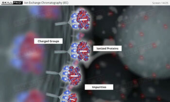 Protein Purification In Downstream Processing