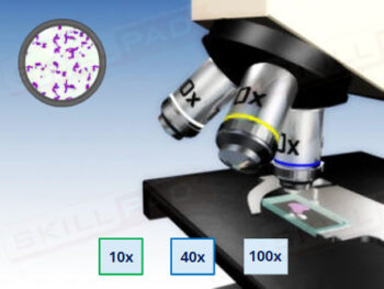 Introduction To Microscopy